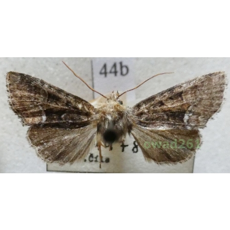Oligia latruncula (Denis & Schiffermüller, 1775) Czech44b
